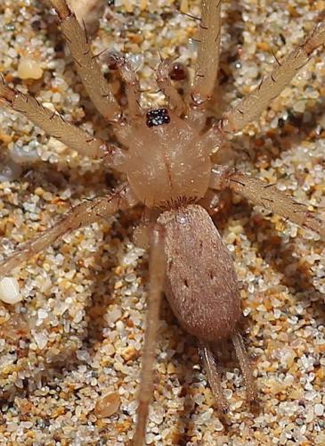 Pterotricha sp.